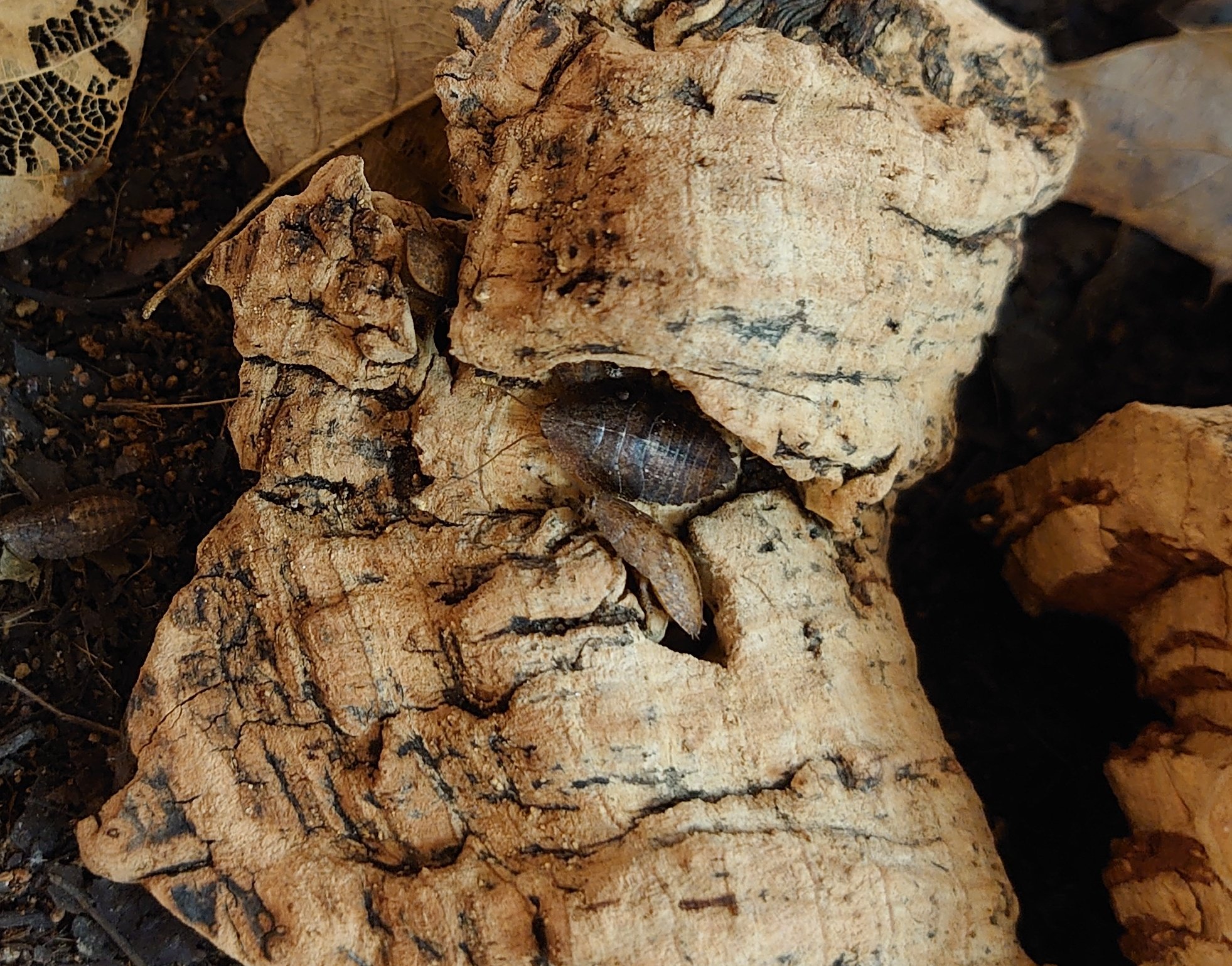 コモリゴキブリ Thorax porcellana 幼虫7匹