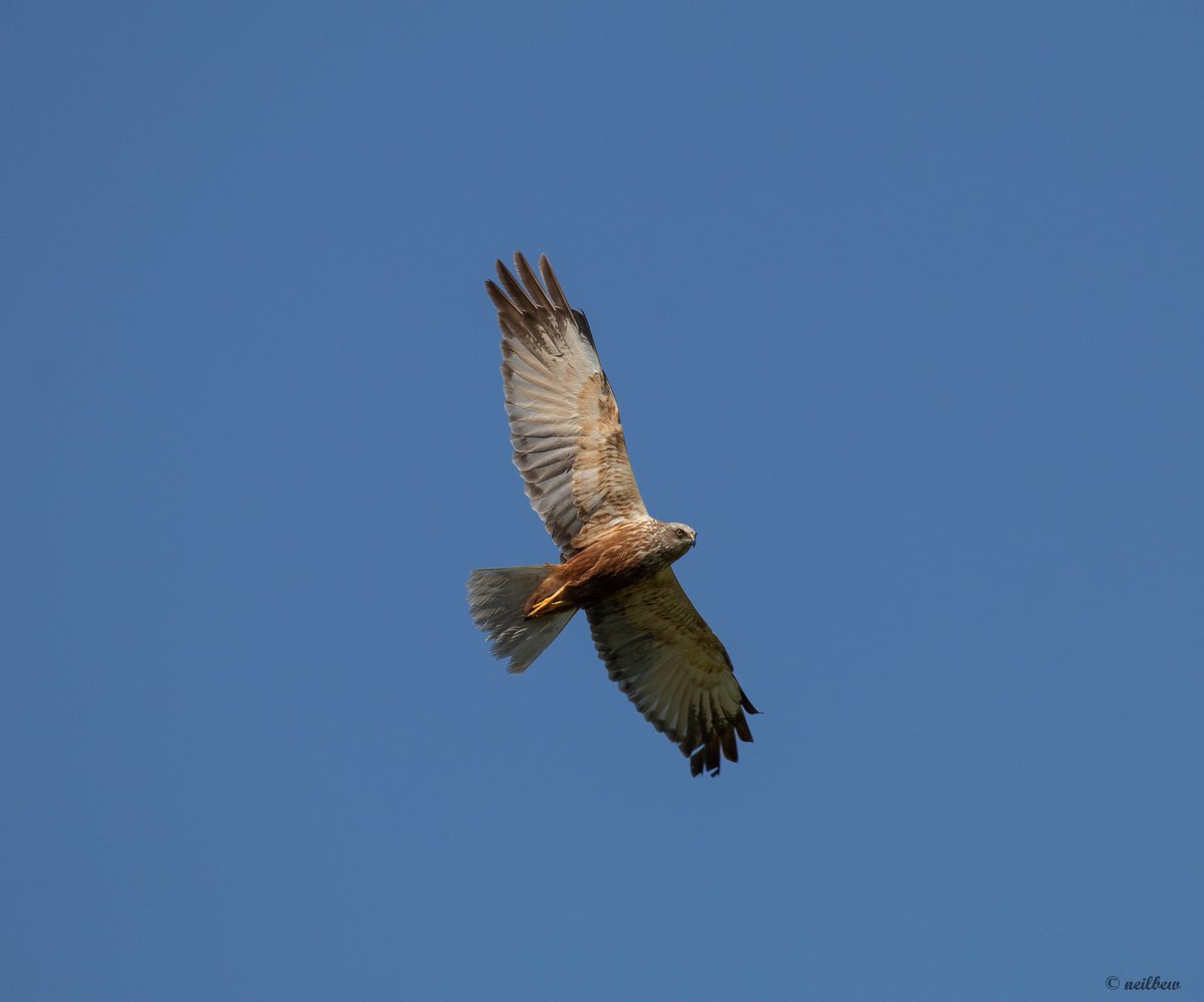 NeilBew's tweet image. Spent 10 days in Romania, these three, Dalmatian Pelican, Marsh Harrier and Bee Eater all in the Danube Delta Biosphere Reserve