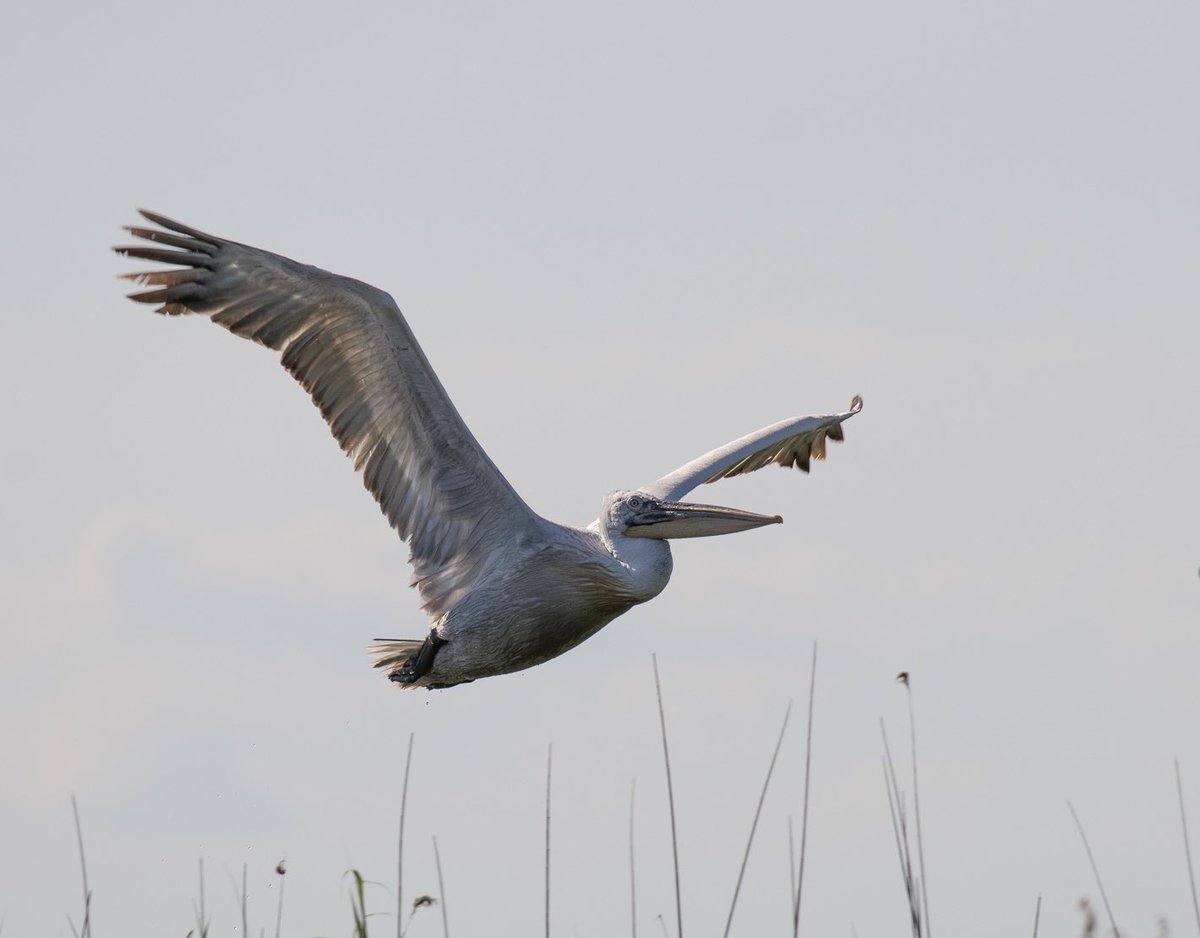 NeilBew's tweet image. Spent 10 days in Romania, these three, Dalmatian Pelican, Marsh Harrier and Bee Eater all in the Danube Delta Biosphere Reserve