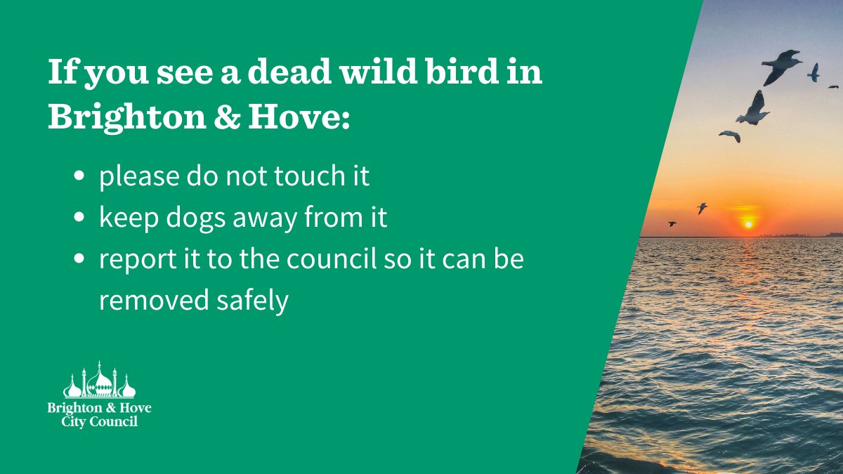 Avian influenza (bird flu) has been found on the Sussex coast.

If you see a dead wild bird in Brighton &amp; Hove:
▪️ please do not touch it or pick it up
▪️ keep dogs away from it
▪️ report it to the council so it can be removed safely

More info: ow.ly/gqM350JGTHe