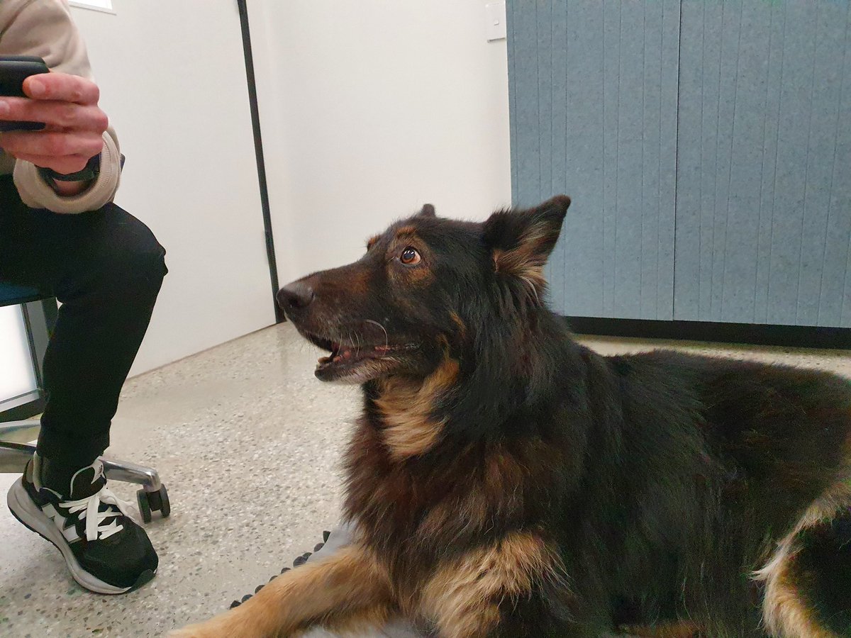 bkymberli's tweet photo. @rickygervais We lost a member of our family to cancer two weeks ago. He was such a  beautiful boy and was a rescue pup who rescued us all in many ways. Thank you for championing for them all! https://t.co/qAEterDfcU