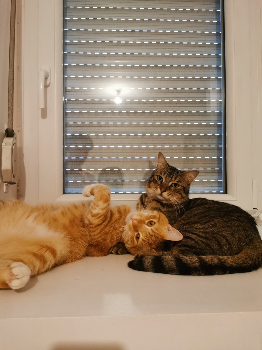 SloweedSw's tweet photo. @PatrickAdemo Barnabé (le gris) et Ferdinand (le roux) https://t.co/PBCojZiieB