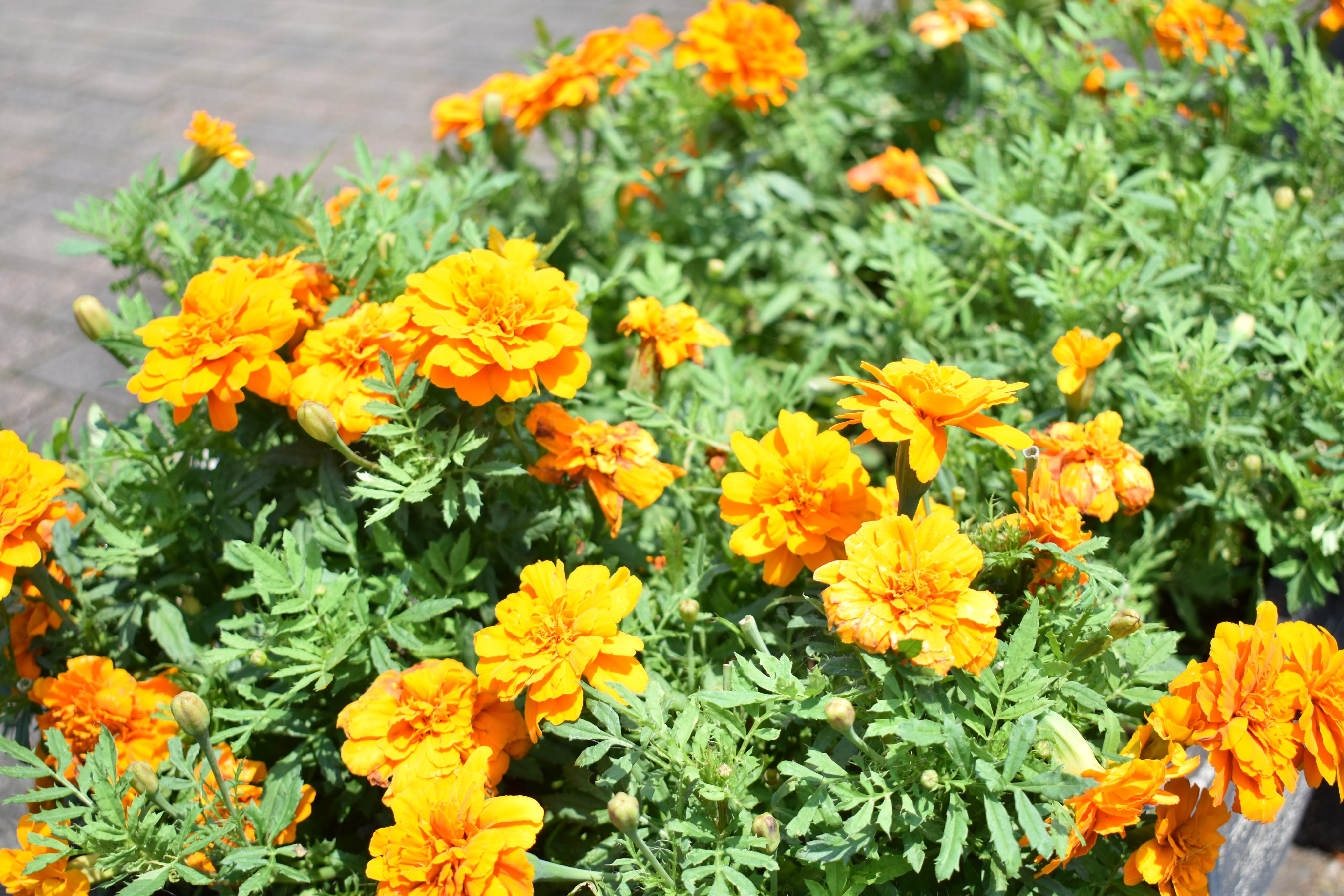 Flower Photo マリーゴールド キク科コウオウソウ属 花壇の代表 育てやすく虫害を受けにくい そのため 畑に一緒に植えて虫よけに使うこともあります 花弁が少ないものから多いものまで多いので タネができないものもあります 花 58 花写真 写真