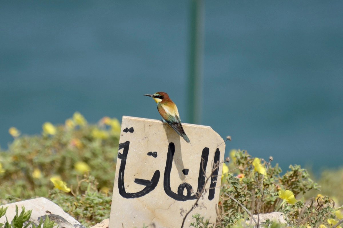 SigalH's tweet photo. My bird nerd’s weekend capture #birds #birdwatching #birdsinisrael #capturenature https://t.co/pOVWn8t42i