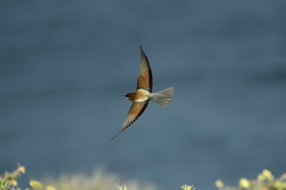 SigalH's tweet photo. My bird nerd’s weekend capture #birds #birdwatching #birdsinisrael #capturenature https://t.co/pOVWn8t42i