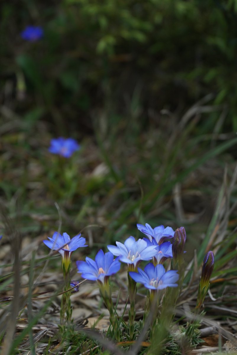 PaphioChien's tweet photo. Gentiana arisanensis
阿里山龍膽
#wild_flower #Taiwan #flowers https://t.co/llIQvIqBMS