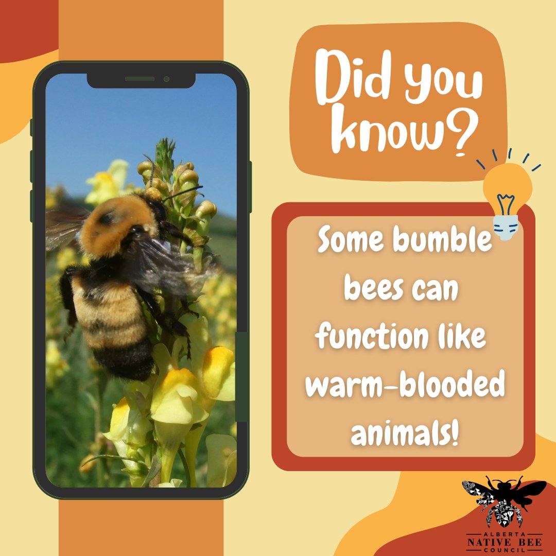 ABNativeBees's tweet photo. Bees are ectotherms, meaning they can't warm up their bodies on their own. But some bumble bees can function like an endotherm. These bees can "detach" their wing muscles from their wings and move them so quickly that they can warm up their bodies.
https://t.co/8I0QKlQFxM https://t.co/pL7H9sJbDb