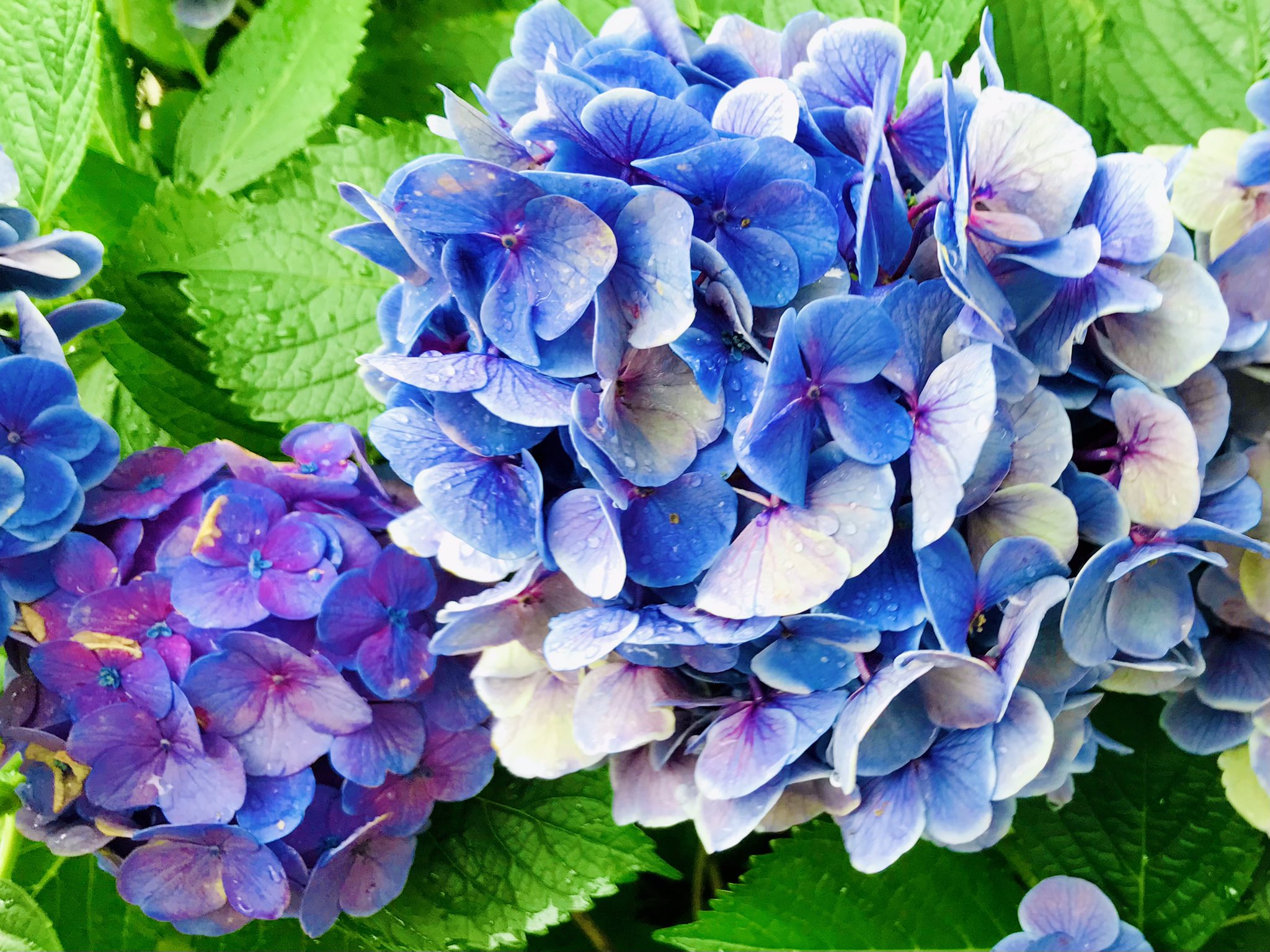 森 愛花 梅雨は明けてほしいけど 紫陽花は枯れないでほしい 季節の花 T Co Me8iuq9hmv Twitter