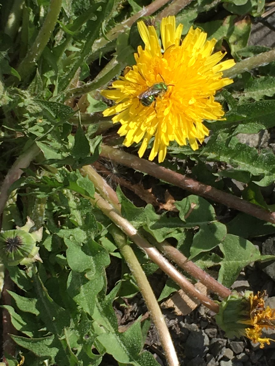 ABNativeBees's tweet photo. Today is the last day to submit your bee photos and colouring pages for our #PollinatorWeek contests! Winners will be randomly chosen and they will be announced next week. 

https://t.co/0DjNMez17h https://t.co/rvt0M7xteW