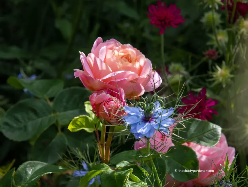 ChattyGardener's tweet photo. Rosa 'Eustacia Vye' enjoying some morning sun. Isn't she beautiful.
#gardening #roses 
@rosesukroses https://t.co/sn6FgIDHZy