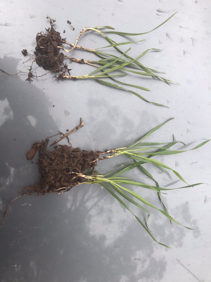 Crop on the left is bought in seed with pickle & insecticide, crop on the right is retained seed with Nutrisoil & seedstart
