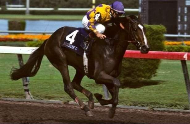 HORSERACING1002's tweet photo. GO FOR WAND (DEPUTY MINISTER) #GoForWand a G1 Stakes winner. 13 starts 10 wins. 1989 @BreedersCup juvenile fillies winner. 1989 champion 2yo 1990 champion 3yo Filly. https://t.co/ARJekpj9IK