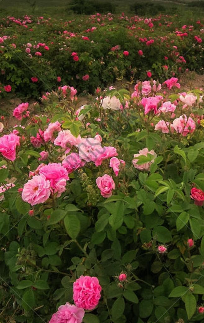 stringbeans100's tweet image. let us b busy lovin life so that ther is no time for hate, regret or fear