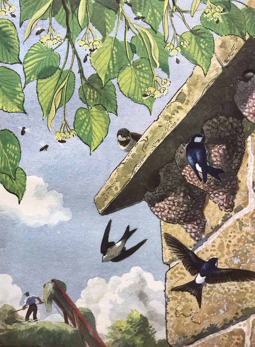 “A branch of flowering lime hangs above the roof” #CFTunnicliffe #ELGrantWatson