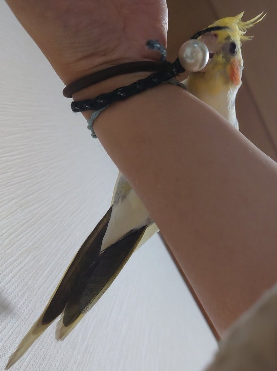 ver_chan_sagasi's tweet photo. 令和3年4月25日午後2時30分、
ベランダで日光浴中にケージの扉が壊れ、オカメインコをロストしてしまいました。
一度足立区千住大橋のマンションで保護されましたが、放鳥されてしまいました。
#オカメインコ #迷い鳥 #インコ #足立区 #荒川区 #台東区 #墨田区 https://t.co/KTh0GQp4Jw