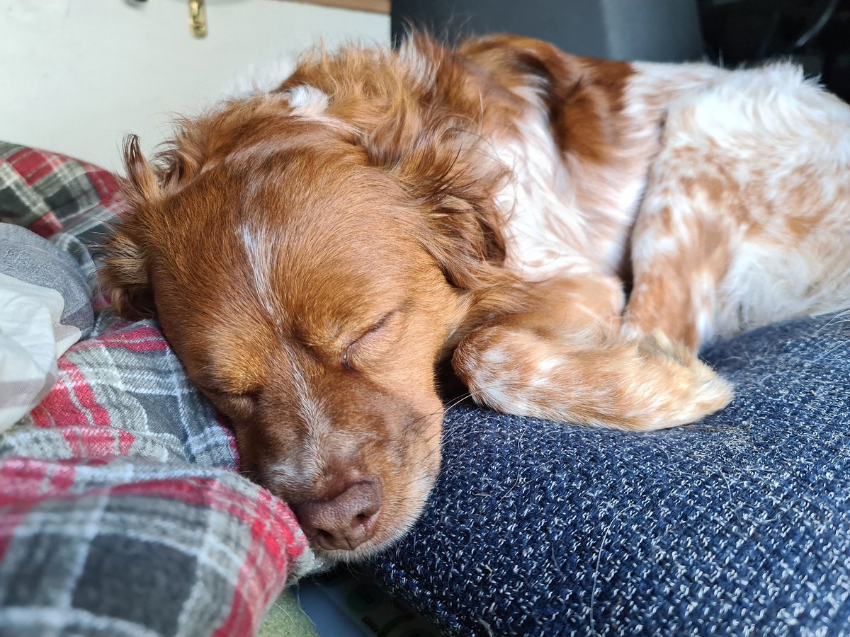fachheiler's tweet photo. Ganz schön anstrengend, dieses #VanLife... 😴 #HerrFlausch #GCHN #Sommerfest https://t.co/R55LHAwjhq