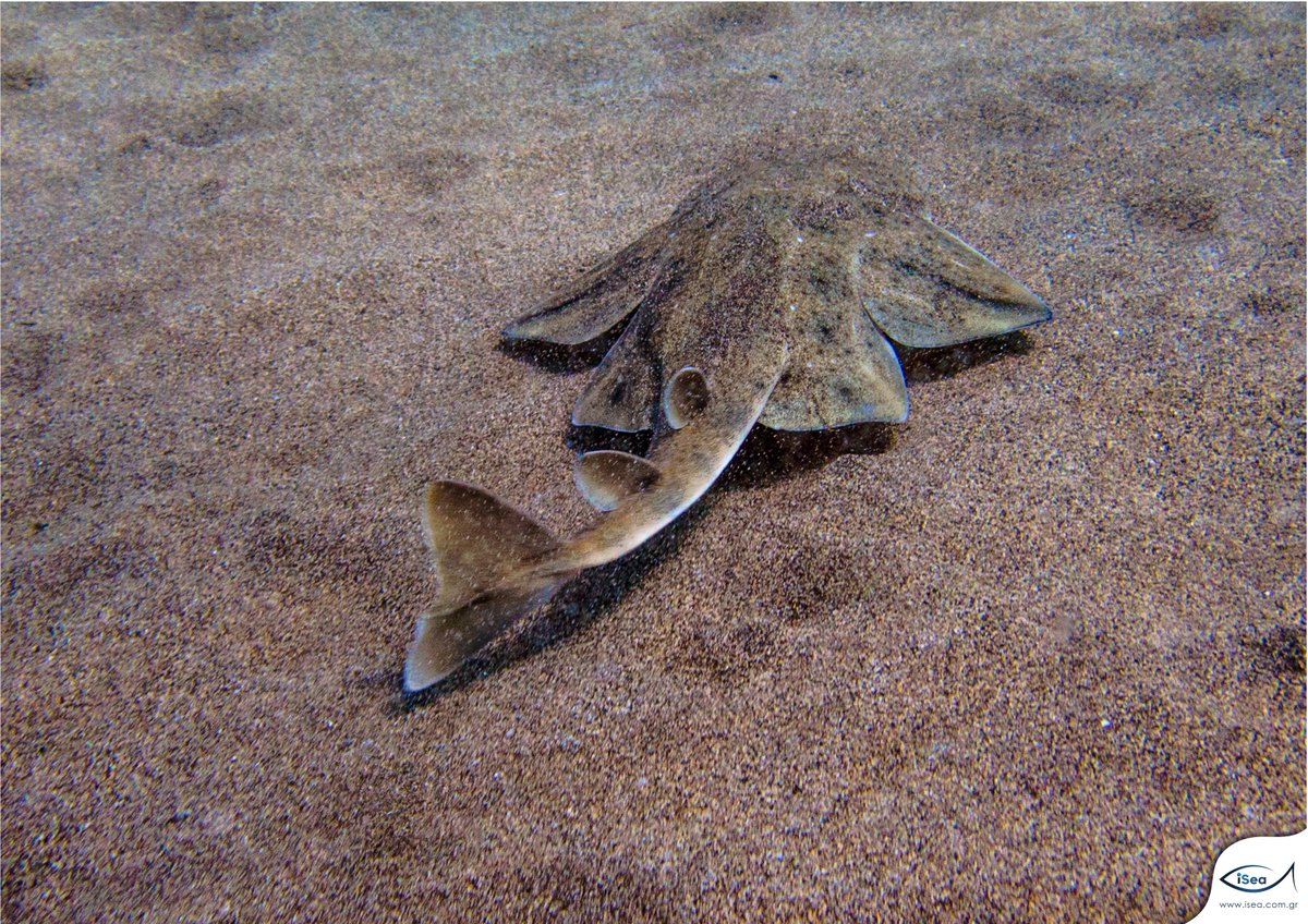 #AngelSharkDay

What are #angelsharks?

Although they look like skates, they are flattened sharks. In the #Mediterranean and in #Greece, 3 species occur with all listed as #threatened for extinction while they are one of the most #endangered shark groups worldwide.