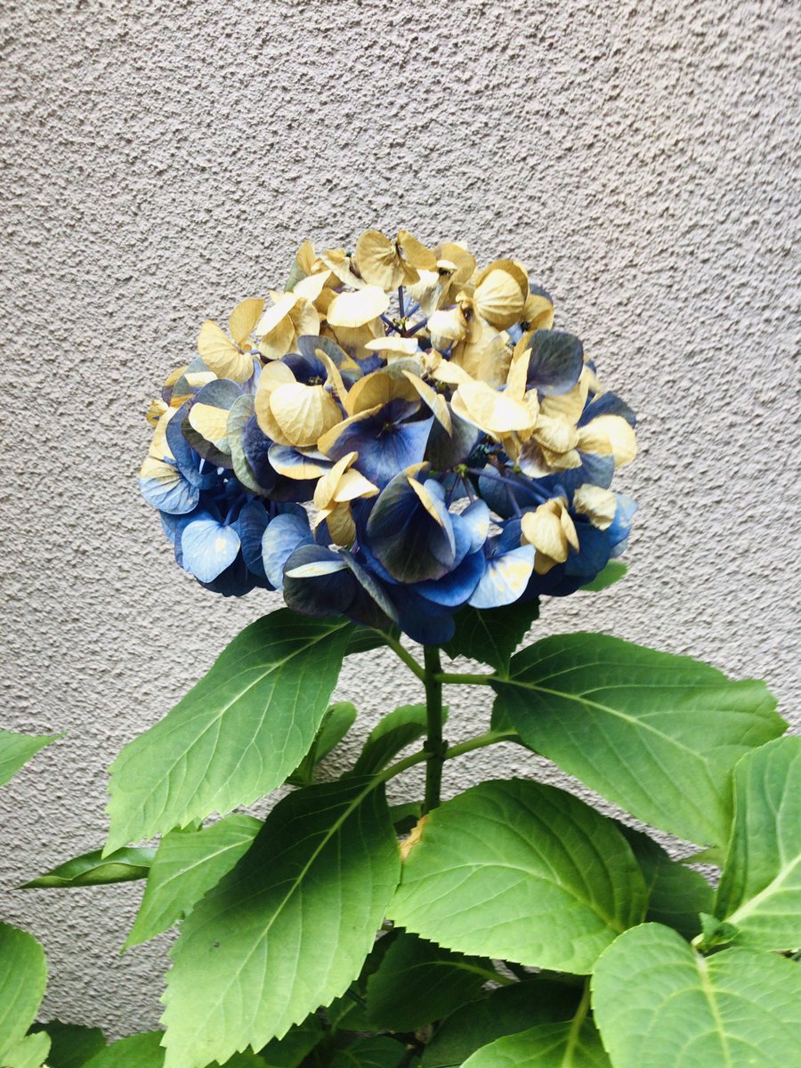 毎日バケツで水遣りをしているのにここ数日の暑さと日差しで焼けてしまった軒先の紫陽花カットしてドライフラワーにいたします 花 22 06 26 ふくねこ堂