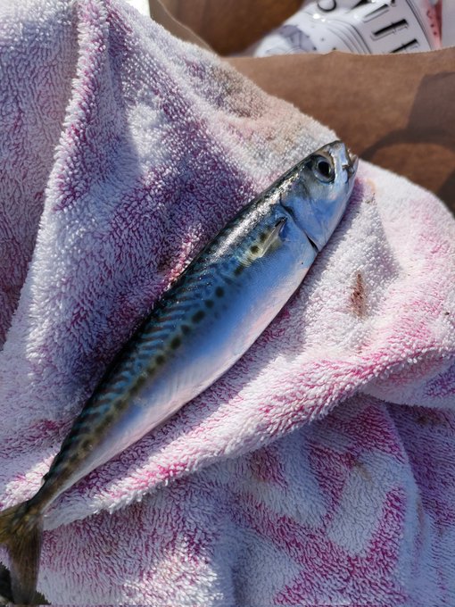 Alicasteampunkさんのイラストまとめ