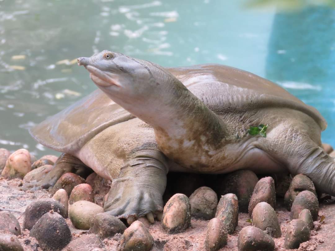 ddnandankanan's tweet photo. Thanks to Rithul Krishna from Coimbatore, Tamil Nadu for adopting Ganges soft shell turtle for one month i.e from 23rd June , 2022 to 22nd July 2022. You can adopt an animal at Nandankanan Zoological Park. Click the link below--->
https://t.co/6YfzGdWNbG
#GangesSoftShellTurtle https://t.co/LDCfhYUamX