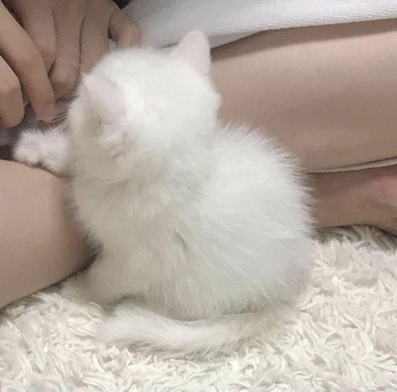 ‘” доброе утро !! ваше высочество, я наконец-то вернулся и рад провести время с вами (´꒳`)♡ скучал по вам безумно.

как вам спалось ? вы выспались ??
идёмте завтракать, я уже всё приготовил ! и, да, не забудьте выпить таблетки, если они вам нужны. чудесного дня ♡