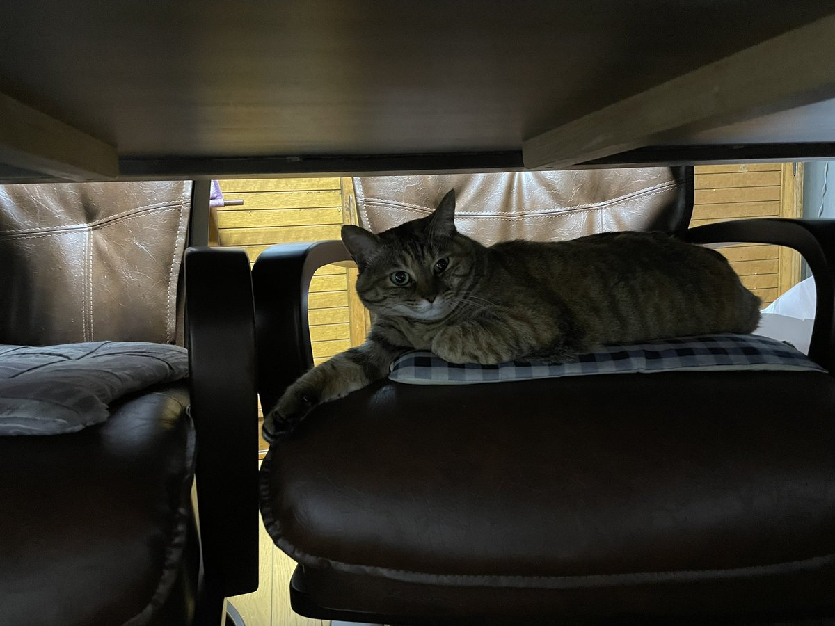 moru1107's tweet photo. #これ見た人は子猫の成長した画像貼れ https://t.co/RwMsmGAlnG