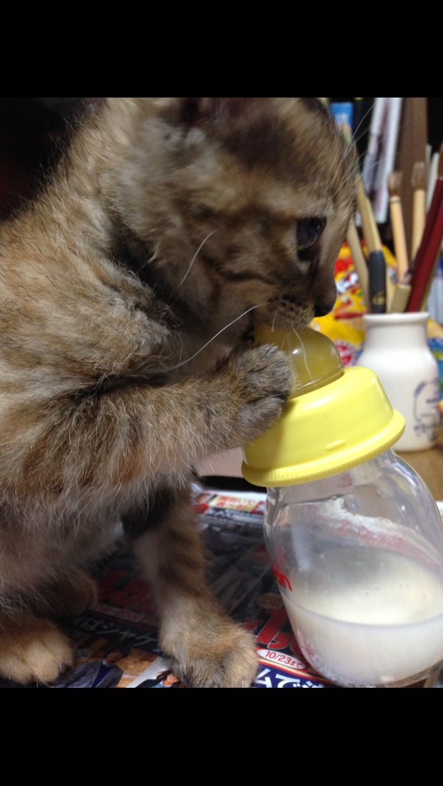 moru1107's tweet photo. #これ見た人は子猫の成長した画像貼れ https://t.co/RwMsmGAlnG