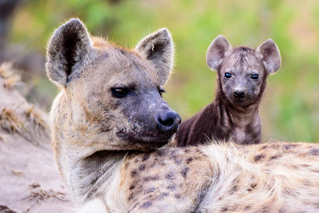 nypost's tweet photo. The female hyena has an 8-inch clitoris—plus more animal genital trivia https://t.co/PeGAZGGGvL https://t.co/1rQ2OnJoZE