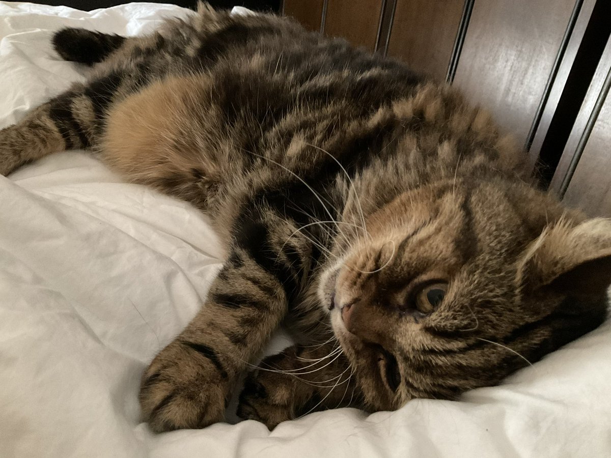 Dr Edana Minghella tweet media