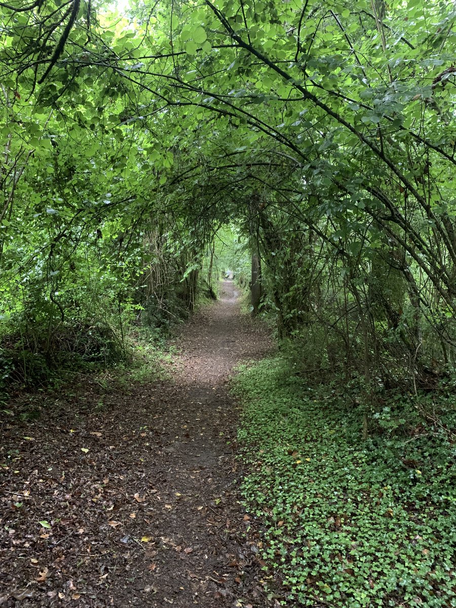 LP_Acheron's tweet photo. Après une bonne heure sur route, le petit chemin du matin. Sous une pluie qui devrait durer toute la journée.
#RoadtoCompostela https://t.co/3G0hNW6yQx