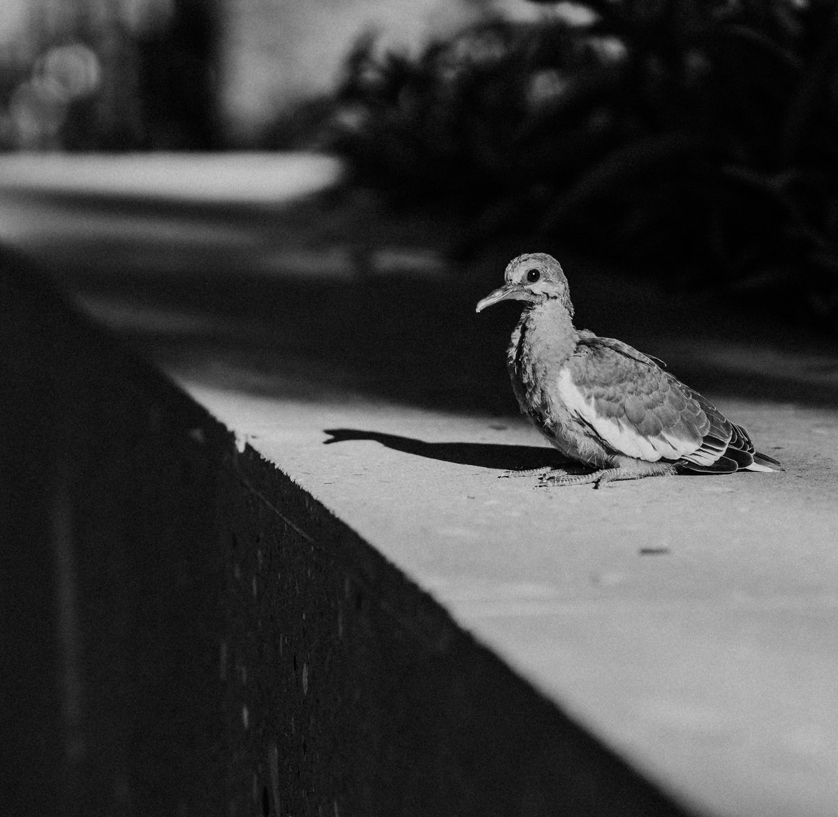 Es callada, tímida, inocente tiene la mirada 🙈
