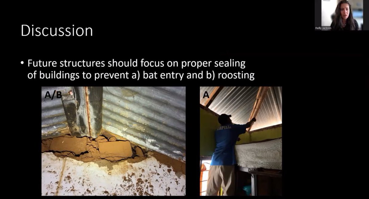 bats_w_borders's tweet photo. Talk 11 - Reilly Jackson - 'Building #RoostSelection by Synanthropic #Bats in Rural Southeastern #Kenya' - opportunities to mitigate #humanbatconflict and important #roosts provided by abandoned houses #roostingecology #AfriPopo2022 #AfricanBats https://t.co/ESHtVWu30t