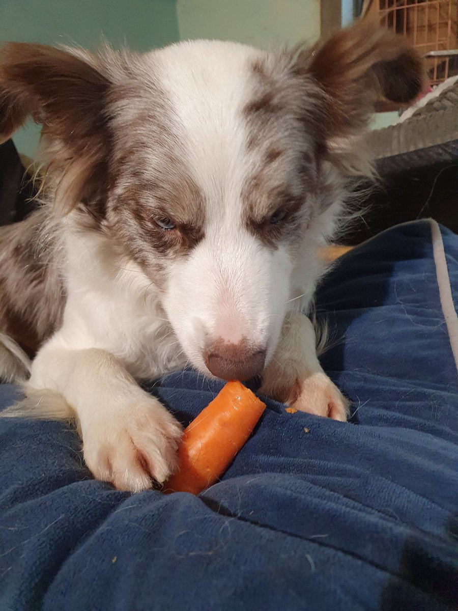 CollieFiction's tweet photo. Has treasure... 🥕

#Cronchy https://t.co/woPDXataTQ