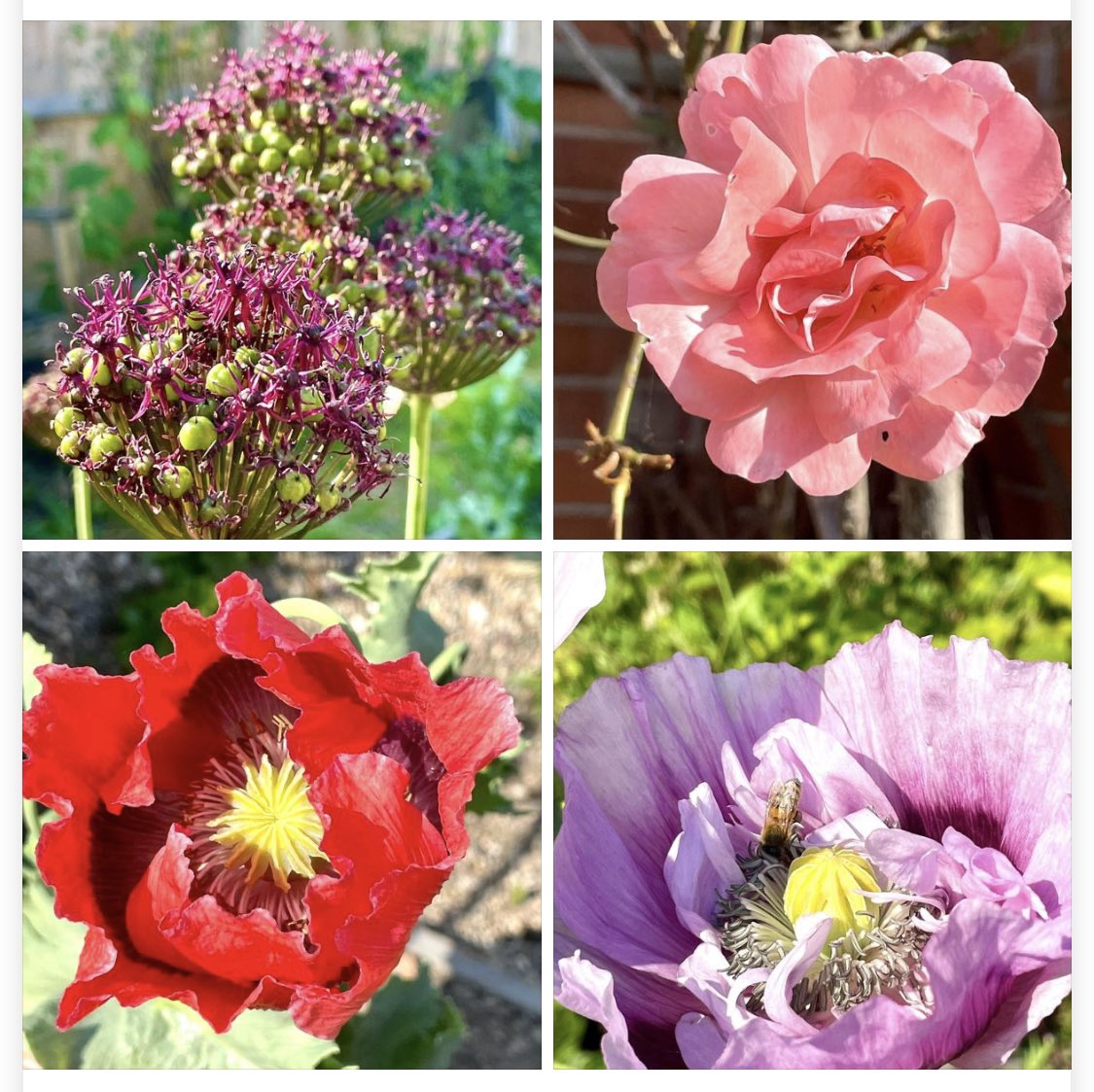 chemists_the's tweet photo. #colour #flowers https://t.co/YZzcTbscN9