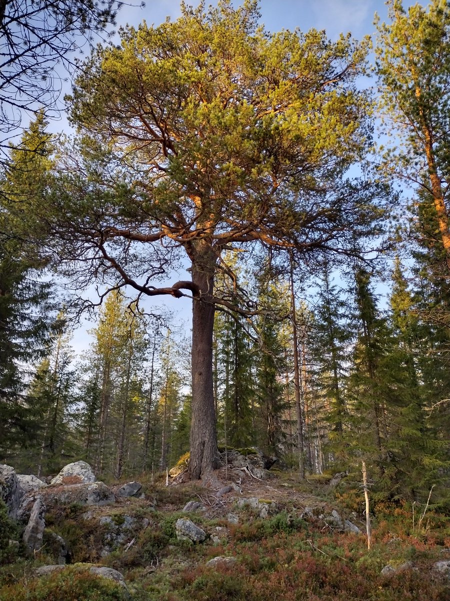 Hopa 🇫🇮 🚜 (@hopeaparta) on Twitter photo 