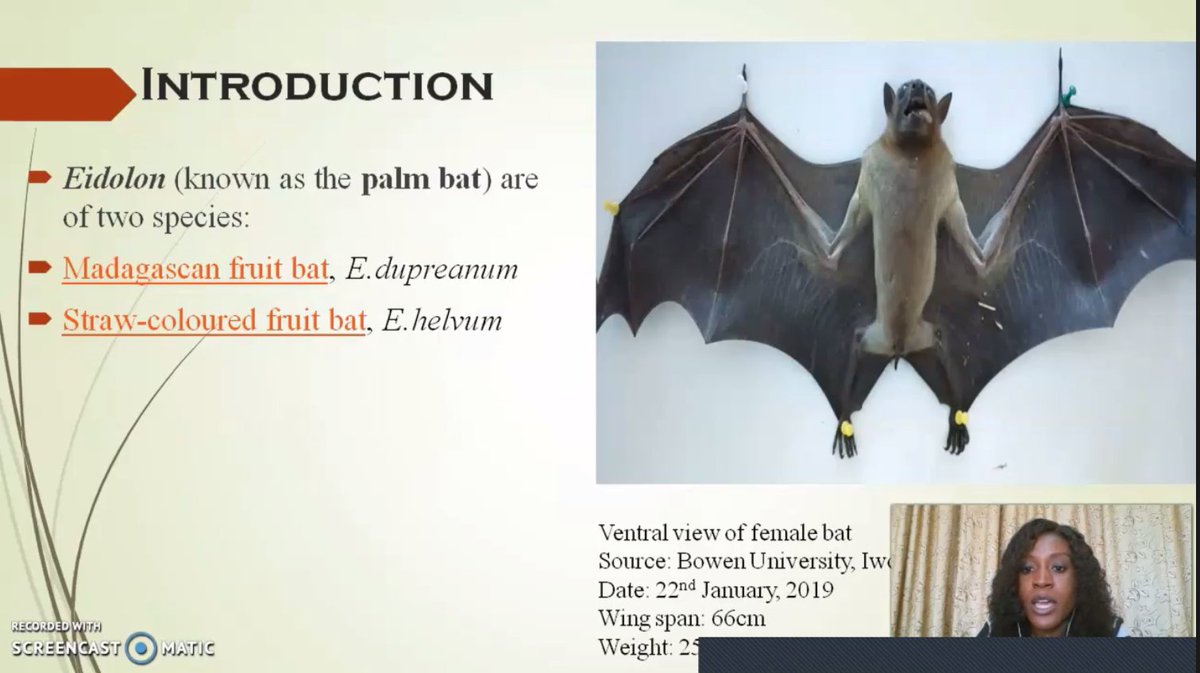 bats_w_borders's tweet photo. Talk 12 - #DamilareAyokunle - 'Understanding #fruitbat #movement pattern, leveraging on radio telemetry and data analytics'. #deforestation #AfriPopo2022 #AfricanBats #Eidolonhelvum https://t.co/LsMpND9G5P