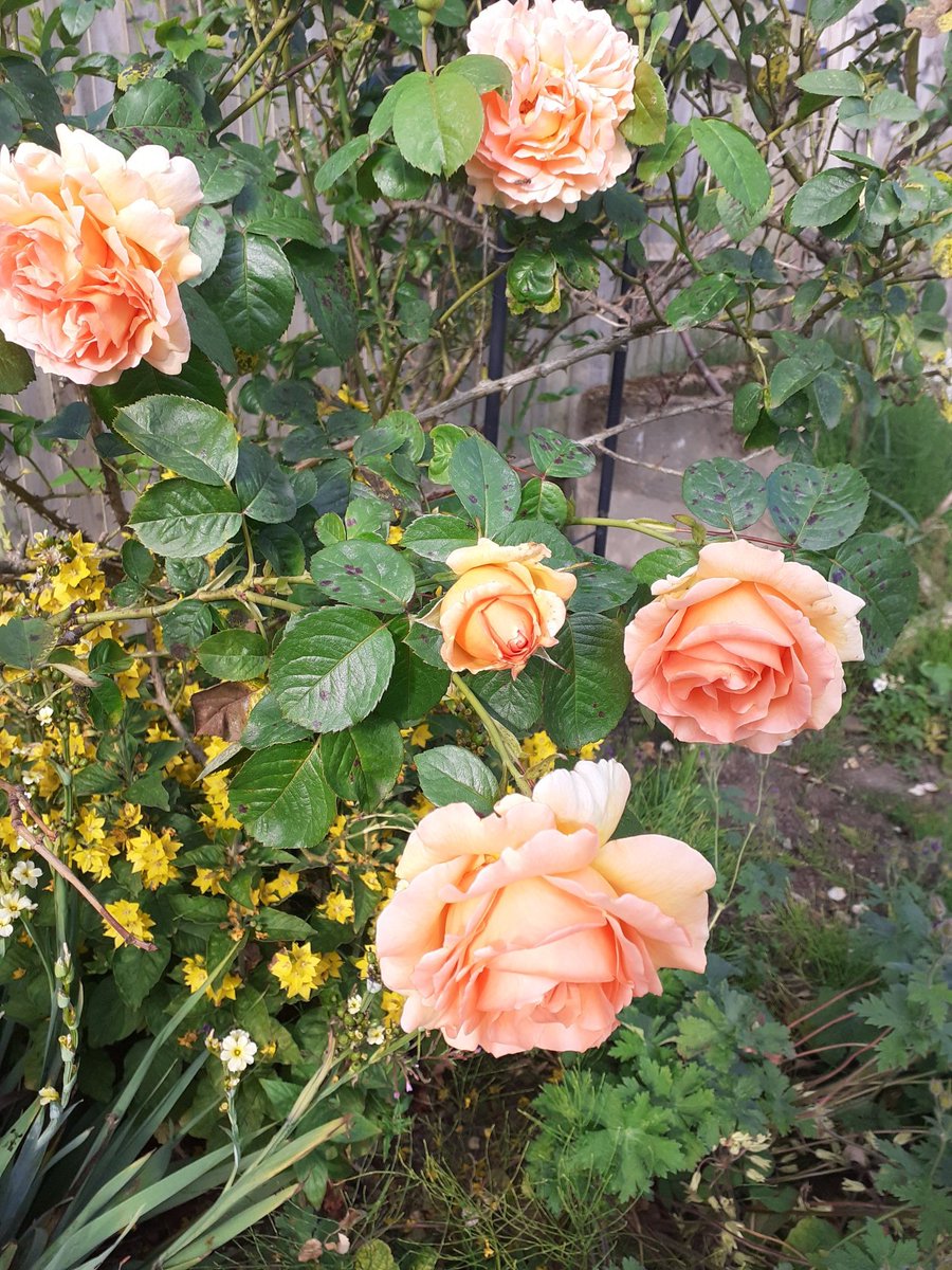 Aptly named (for an English teacher) Lord Byron rose looking good this morning.