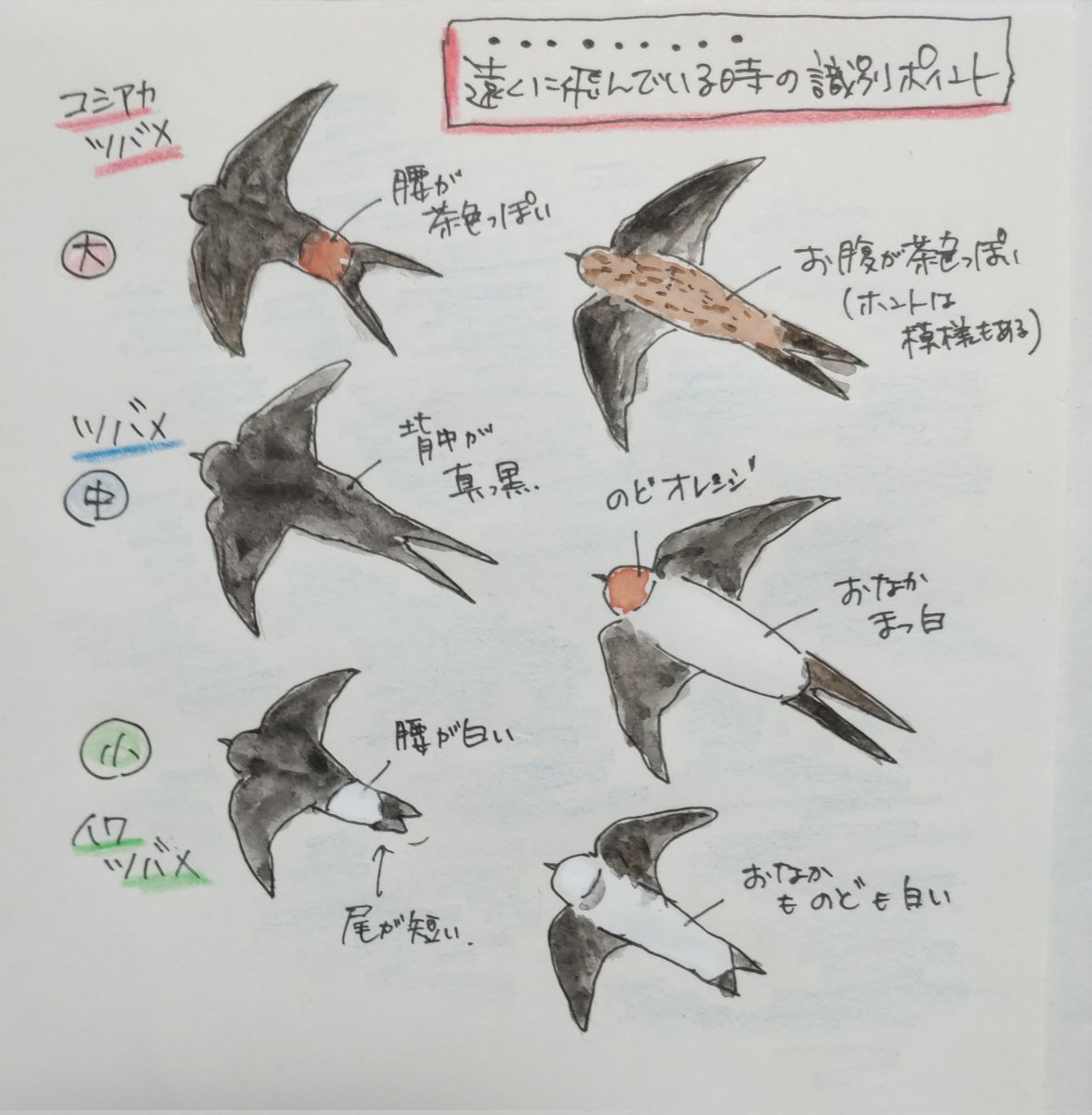 ツバメの見分け方 のイラスト マンガ コスプレ モデル作品 1 件 Twoucan ツバメの見分け方 のイラスト マンガ コスプレ モデル作品 1 件 Twoucan