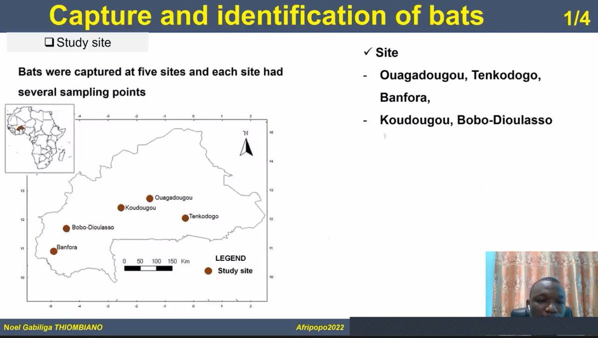 bats_w_borders's tweet photo. Talk 13 - #NoelGabiligaThiombiano - 'Inventory of #bat (Scotophilus leucogaster) #ectoparasites of savannah area in #BurkinaFaso'. #AfriPopo2022 #AfricanBats https://t.co/BweOgoP8Dk