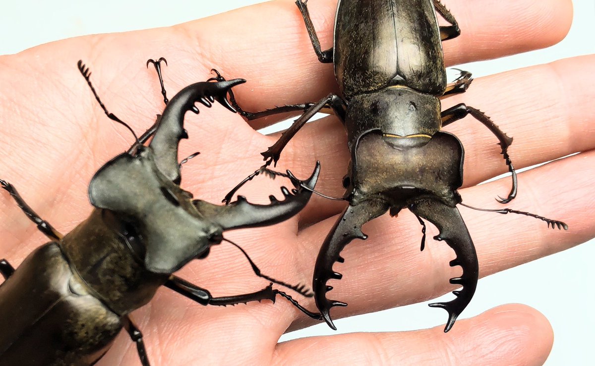 外国産クワガタ ペア 福袋 1点限り