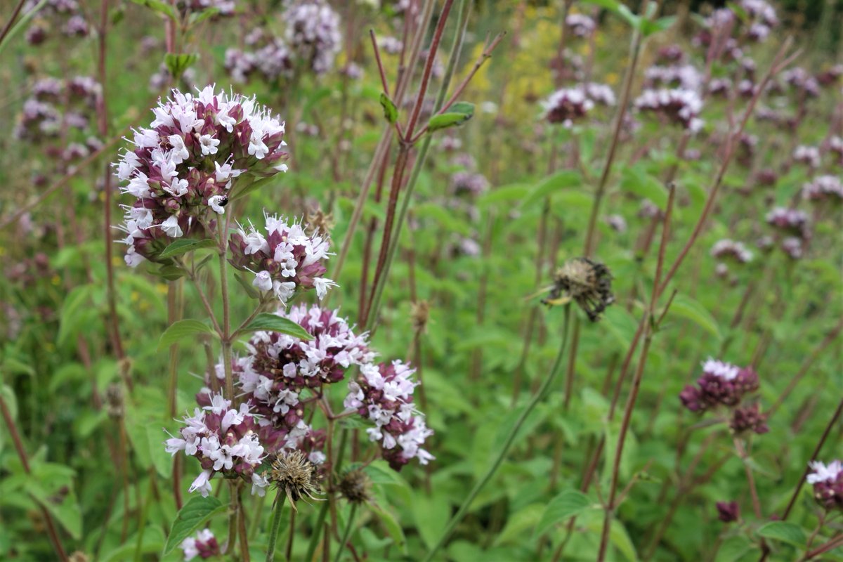 Wilder Majoran, Dost (Origanum vulgare) - hier auf einem Brachland. Feines Gewürzkraut, lässt sich auch im Garten einfach anpflanzen. Bienenweide. Findet auch Verwendung als Heilpflanze.