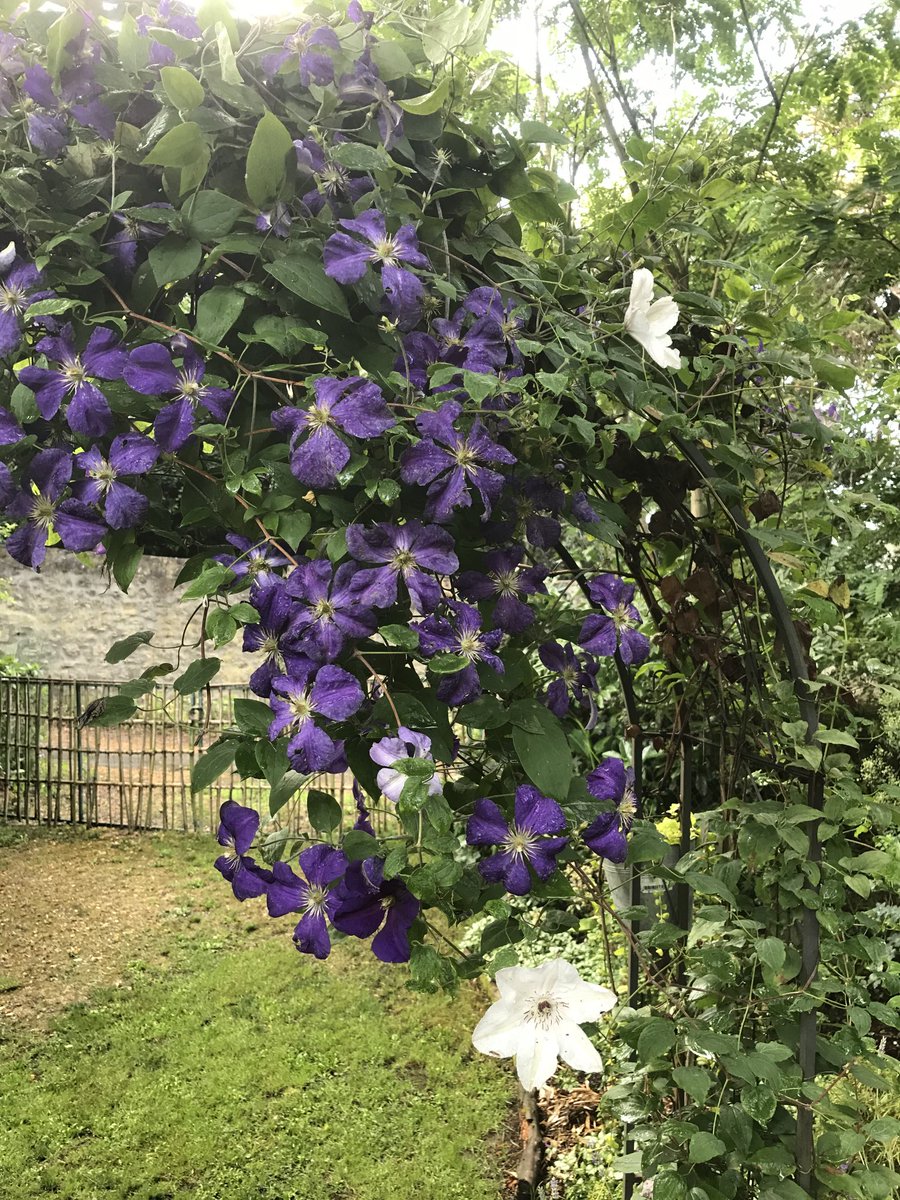 jardinpratique's tweet photo. Jackmanii est une clématite facile et très florifère. Il faut l’orienter vers l’est car elle adore le soleil du matin.
#clematite https://t.co/6HAE6KV2UK
