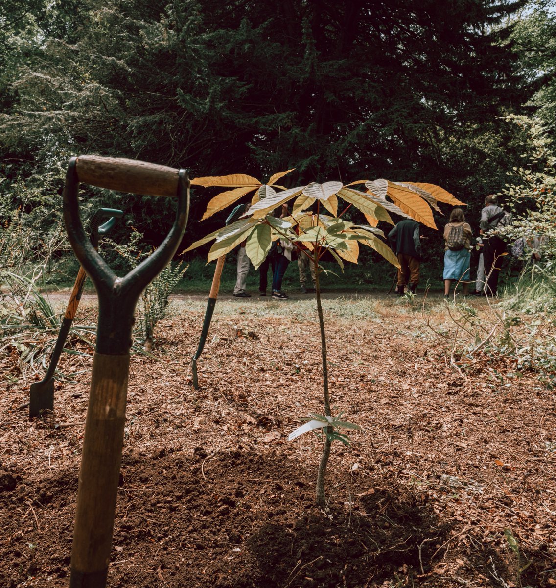 hennaasikainen's tweet image. 'They Who Plant a Tree, Plant Hope' @RefugeeWeek 
What a wonderful day we had at United Nations of Trees Arboretum! @HowickHallGarde 
Healing, hope, community and the power of nature
Photo:@SayaNaruse
