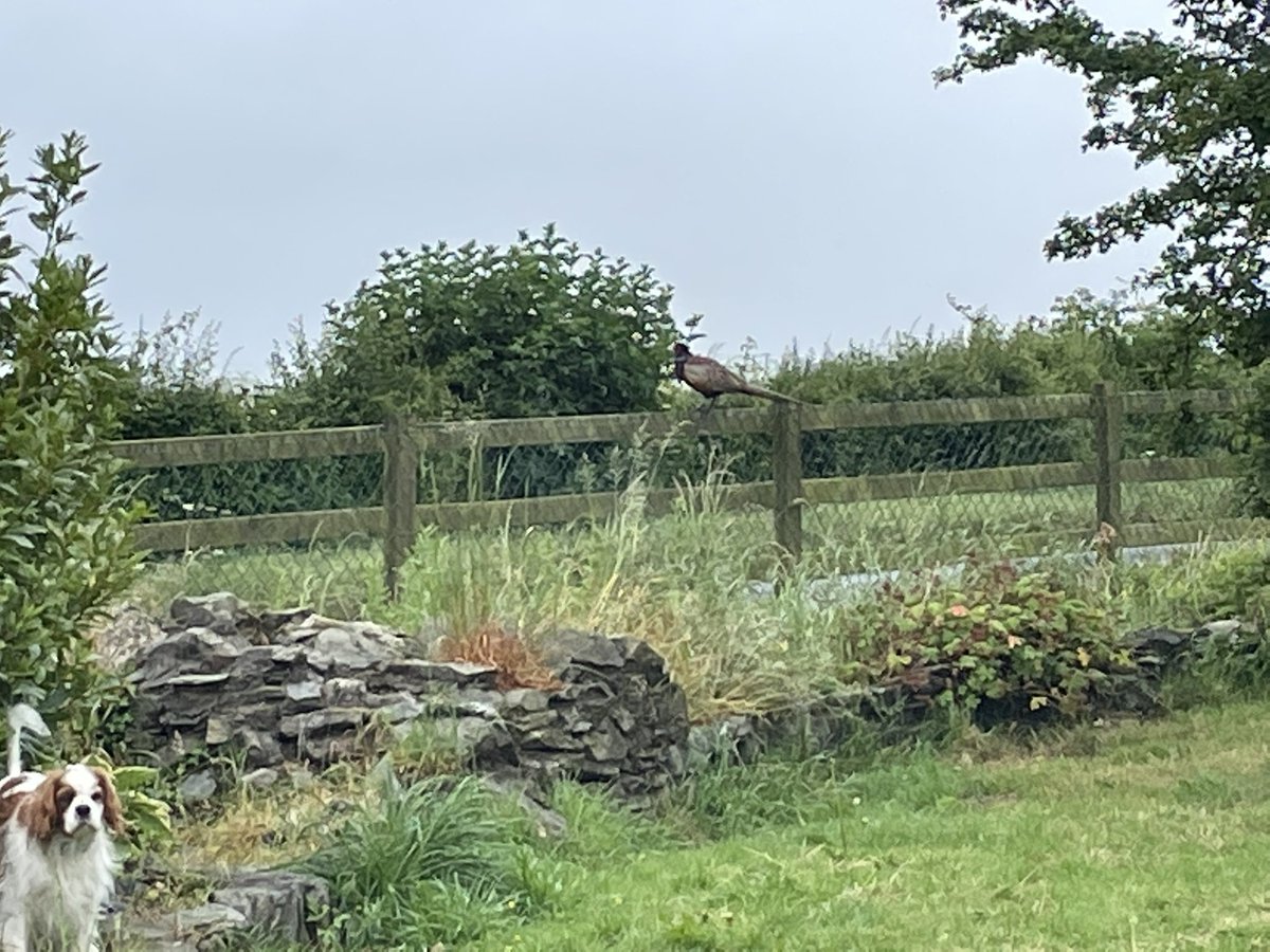 StellinaVlachou's tweet image. When you have the opportunity to select being free and close(r) to nature that you so much love, why would you be locked in the noise, traffic &amp;amp; artificial happiness of the city?
This morning at our garden, a #pheasant stealing a bit of our #countrysideview, worthy of a painting.