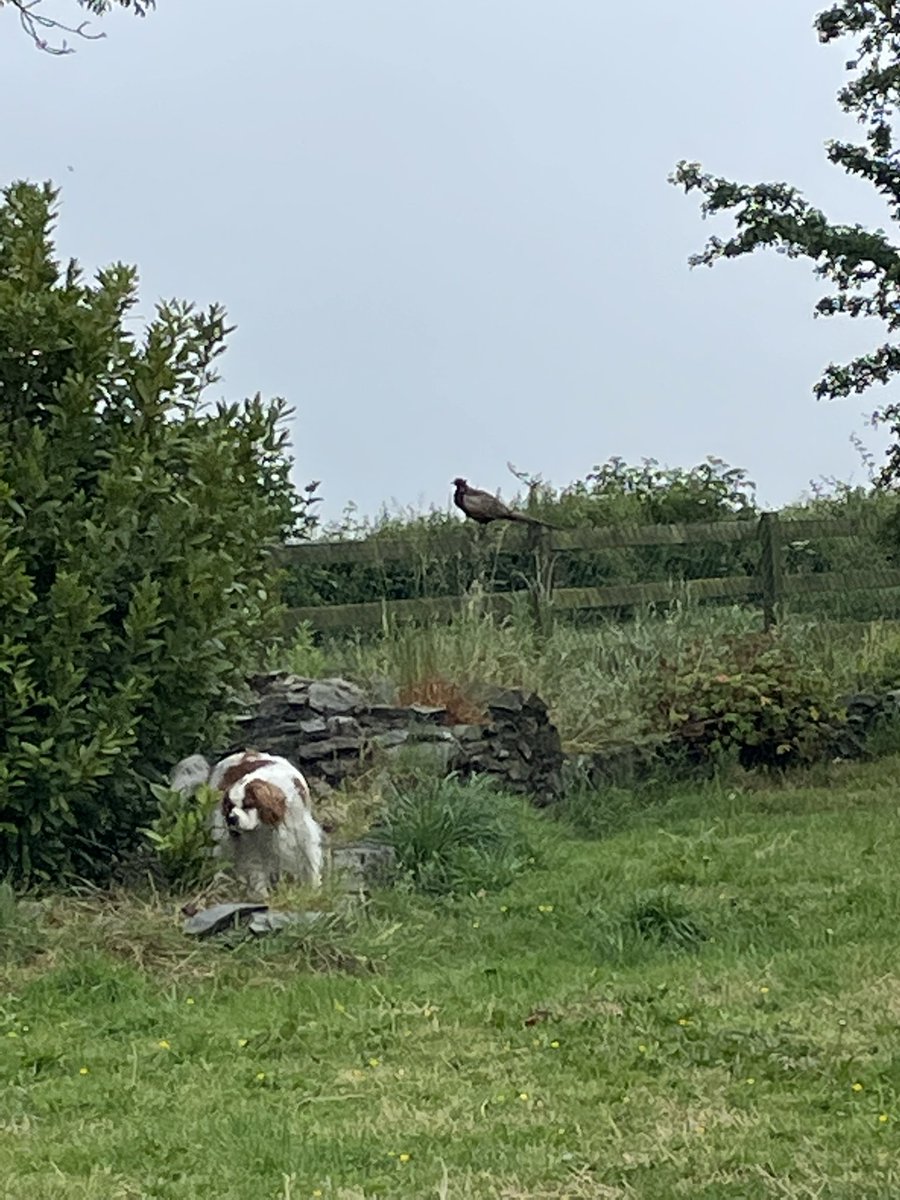 StellinaVlachou's tweet image. When you have the opportunity to select being free and close(r) to nature that you so much love, why would you be locked in the noise, traffic &amp;amp; artificial happiness of the city?
This morning at our garden, a #pheasant stealing a bit of our #countrysideview, worthy of a painting.