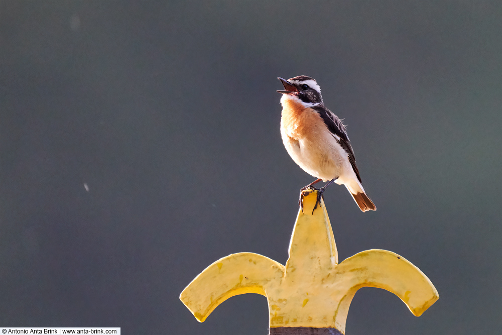 New pic in blog: Whinchat - Braunkehlchen - Tarabilla Norteña. On the spire of a small chapel in the mountains of Uri, Switzerland. anta-brink.com/whinchat/ #birds #uri #birdphotography #NaturePhotography #birding