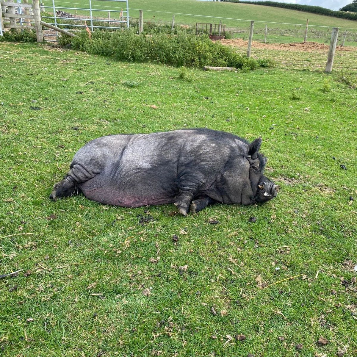 fars_sanctuary's tweet photo. Sundays are Toby's favourite days! ๐ท Here's what's on his packed #ToDoList ๐:
1โฃ Do nothing & chill ๐ด
2โฃ Do nothing & chill ๐ด
3โฃ Have a little snack ๐
4โฃ Do nothing & chill ๐ด
What's on yours??? ๐๏ธ๐ฐ๐ป๐ถ
#SundayMorning #SundayVibes #RescuePig #SanctuaryLife https://t.co/qnMRP8KYMf