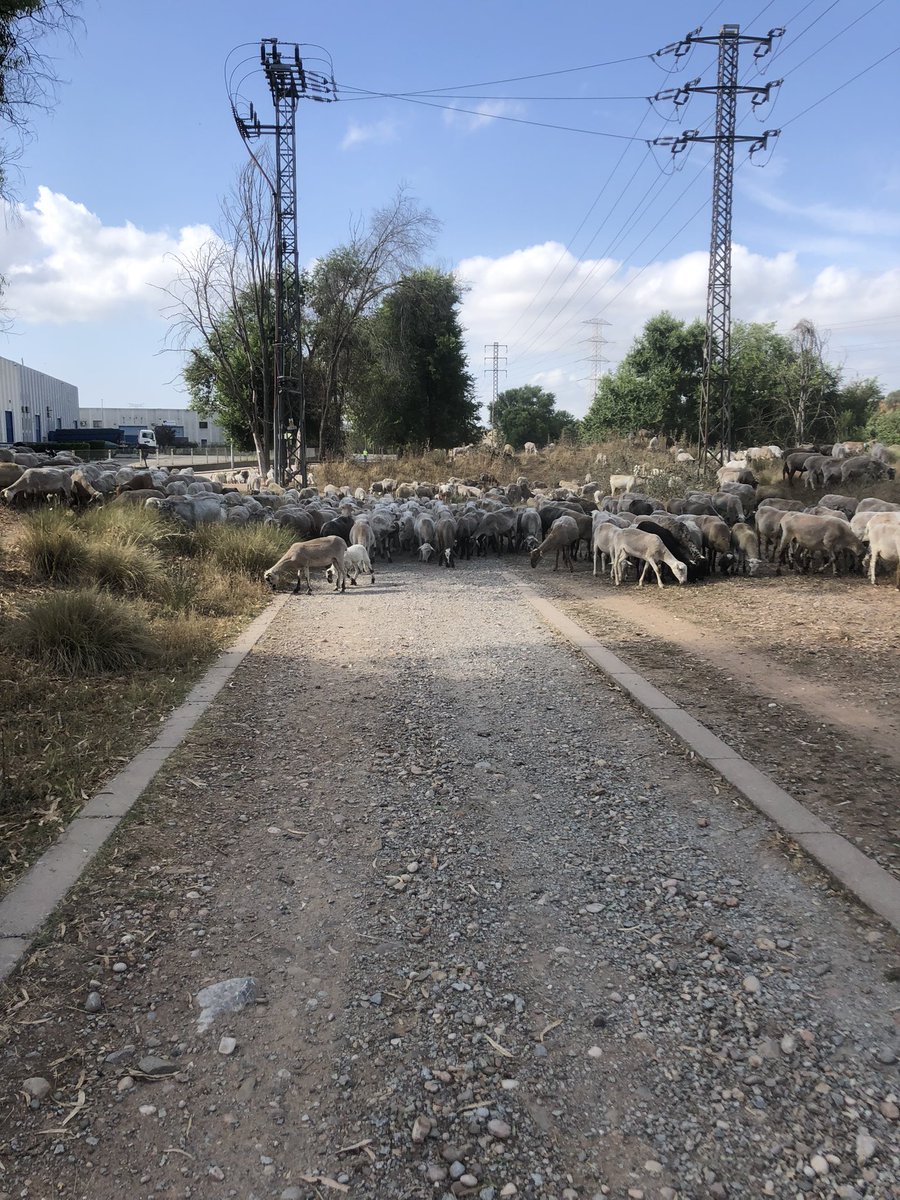 Vbborrell's tweet photo. Cuando intentas seguir corriendo sin parar, xo la naturaleza te propone una parada técnica, para respirar, mirar, coger aire y volver a seguir corriendo #lanaturalezaessabia #pararpararespirar #volveraseguir #10km https://t.co/uq914JRSK2