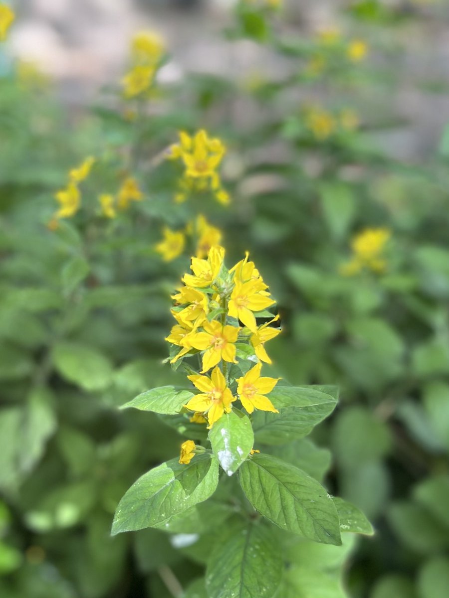 hon_joke's tweet photo. In de tuin bij iemand anders…  aan het logeren 😀 #junibloeiers #tuintweet #iPhone13plus 
Initiatief van @vule_rock_nroll https://t.co/wC23F9IBCB