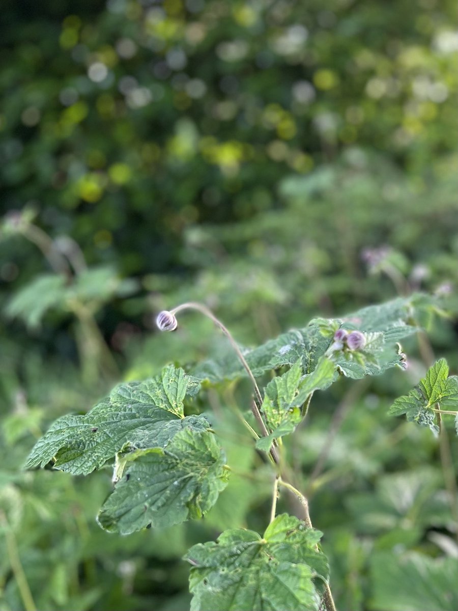 hon_joke's tweet photo. In de tuin bij iemand anders…  aan het logeren 😀 #junibloeiers #tuintweet #iPhone13plus 
Initiatief van @vule_rock_nroll https://t.co/wC23F9IBCB